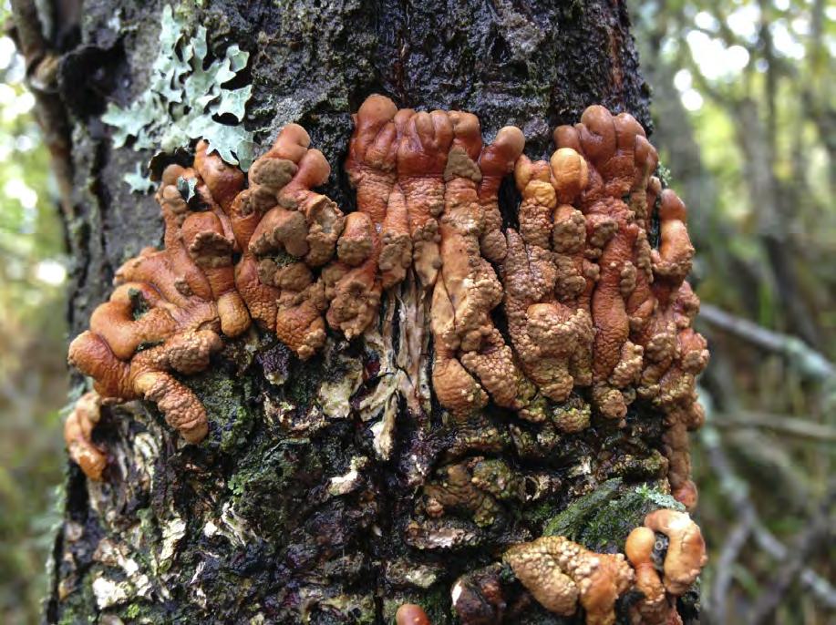 knölmossa Onchophorus wahlenbergii, den tidigare rödlistade arten näckfickmossa Fissidens bryoides var. gymnandrus och den annars mycket sällsynta arten gråblå skinnlav Leptogium cyanescens VU.