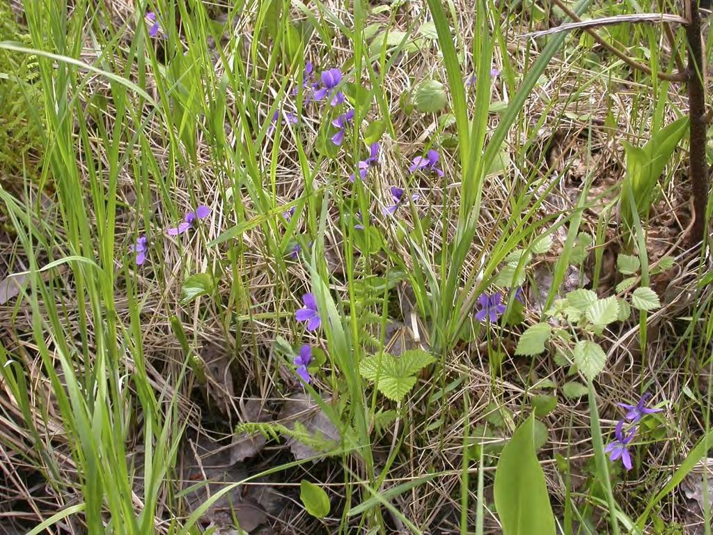 groddkorn på rothåren. Ett par ovanliga arter hittades på detta substrat: storsporsmossa Archidium alternifolium och gulknölsbryum Bryum tenuisetum. Den sistnämnda är eventuellt ny för Uppland.