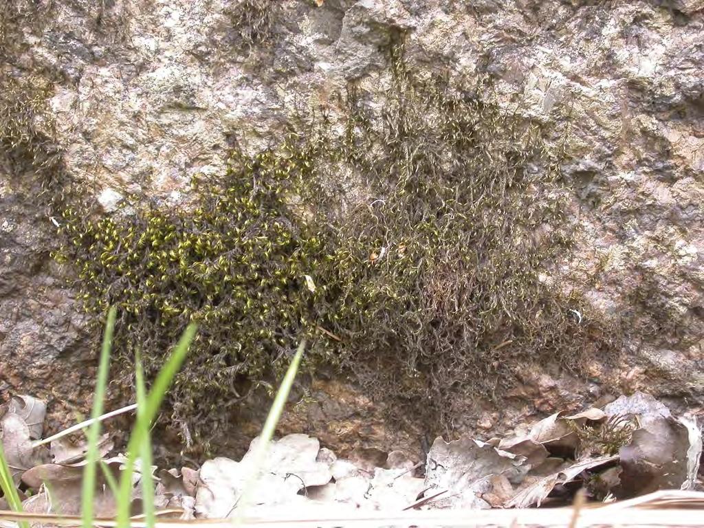 Hårklomossa Dichelyma capillaceum NT Hårklomossa var innan inventeringen känd från några spridda platser i området.