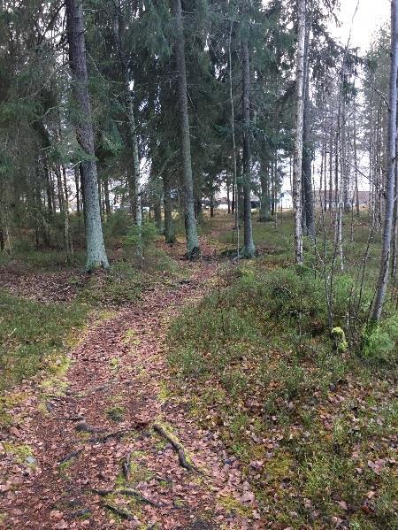 Natur, geotekik och kultur Mark och vegetatio Förutsättigar Området där det ska möjliggöras för e y förskola med -6 avdeligar fis idag mestadels skog med höga och stora träd me äve e del lägre