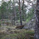 Skogsbevuxna bergbranter, block och hällmarker Skog som växer på branta berg och stup är ofta orörd sedan lång tid tillbaka. Hit har det varit krångligt att ta sig för att avverka skog.