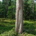 Brandpåverkade skogar Det har brunnit i en stor del av skogen under tidigare århundraden. De skogar som brann kom ofta att domineras av tall efter branden.