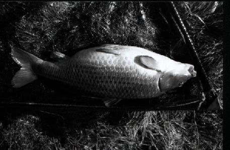 Månadens fisk, September Karp, 9600 gram Luis Rasmussen, Team