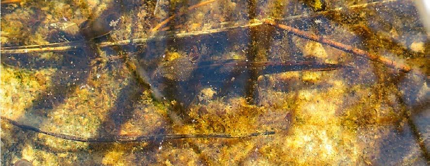 Figur 3 3. Yngel av större vattensalamander i göl 11g 2015. Foto: Erik Zachariassen. Tabell 3 2. Antal observerade exemplar av större vattensalamander inventeringsåren 2012 2016.