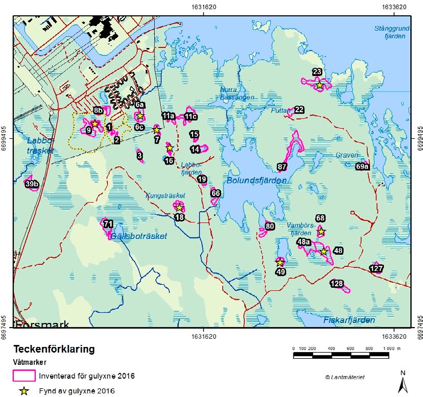 Figur 4 2. Våtmarker i Forsmarksområdet med förekomst av gulyxne 2016. Våtmarker som är inventerade markeras med rosa linje och siffra. Våtmarker med stjärna markerar var gulyxne registrerades 2016.