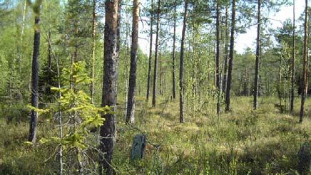 Helvetesbrännans naturreservat, Foto Ånge kommun, Kamsten Visar framtida nyckelbiotopsinventeringar att det finns stora mängder oupptäckta nyckelbiotoper och att dessa är av lika naturtyper ser