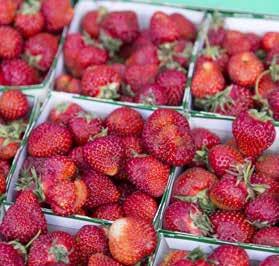 del frukt som inte kan säljas som konsumtionsfrukt (Klass 1) utan används främst för äpplemust och andra förädlade produkter.