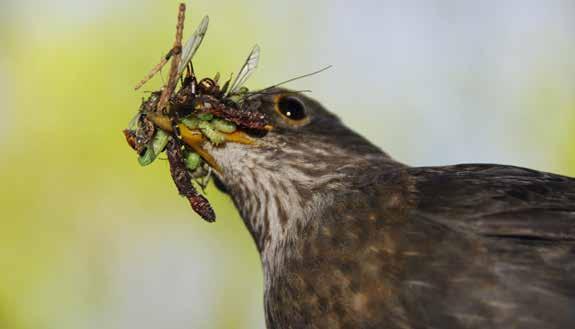 FOTO: ISTOCK Fåglar påverkas negativt av växtskyddsinsatser på ett indirekt sätt.