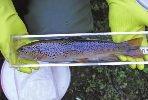 Svårt att övervaka bottenfauna Biologiska undersökningar är kostsamma. Utformningen av övervakningsprogram utgör ofta en kompromiss mellan möjligheten att upptäcka en faktisk förändring och kostnaden.