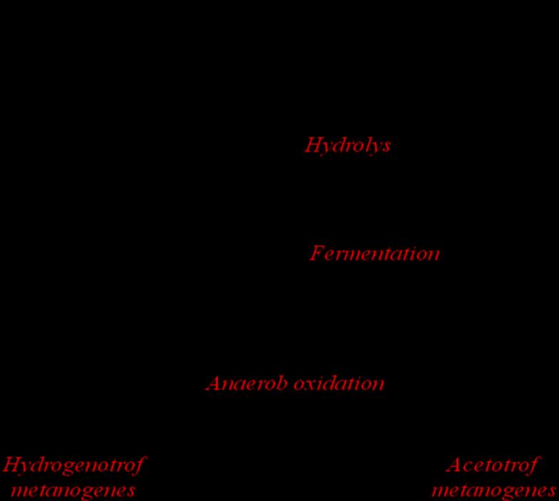 2.1.4 Rötning Biogasprocessens rötningsdel kan fördelas i fyra delar: hydrolys, fermentation, anaeroba oxidationer och metanbildning.