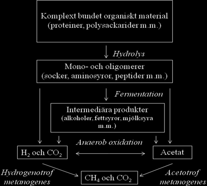 4-1 för en helhetsbild. (Gerardi, 2003) Figur 2.1.4-1 Helhetsbild över biogasprocessens steg. 2.1.4.1 Hydrolys I hydrolysen som är det första nedbrytningssteget i rötningen omvandlas kolhydrater, fetter och proteiner till mindre organiska ämnen.