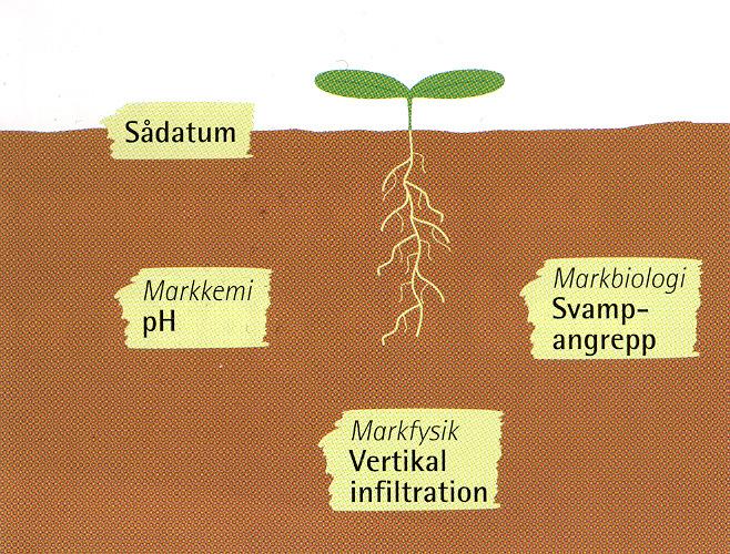 Alla variabler i modellen är mer eller mindre markstrukturrelaterade... Snabb infiltration av vatten. Uppnås med god markstruktur.