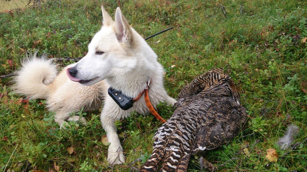 Medelpads skällande fågelhund Fanbyklackens Salix, SE50715/2011 Ägare Mats-Erik Larsson, Torpshammar.