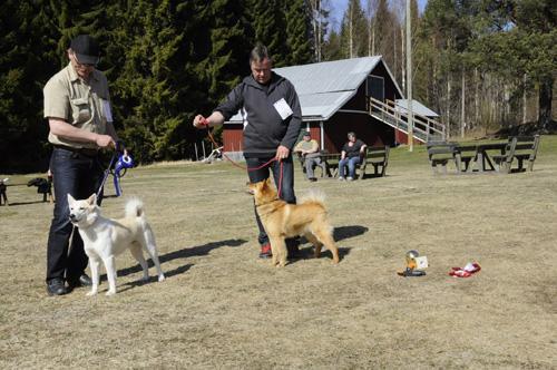 Rapport från utställningarna Utställning i Borgsjö 27/4 Utställningen i Borgsjö blev ingen vanlig ordinär tillställning, vädret visade sig från sin allra bästa sida och vilket gjorde denna dag till
