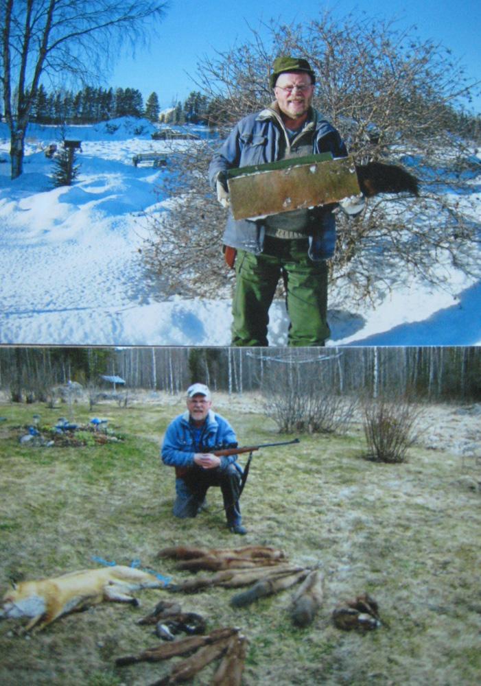 Predatorjakten 2014 Här rapporteras klubbens verkliga hjältar de som bidrar till bättre fågeltillgång för oss andra!