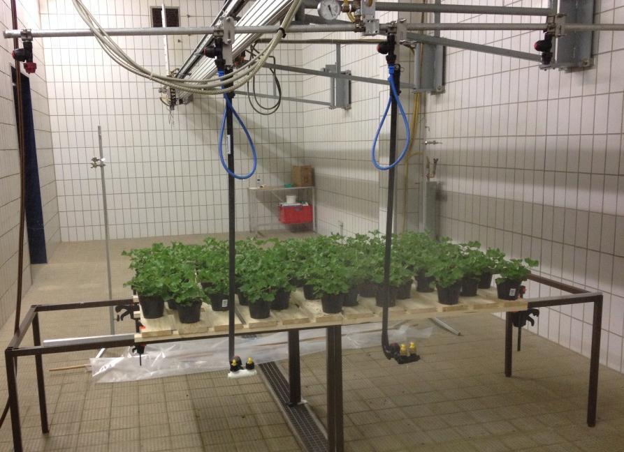 justerades höjden så att Dropleg befann sig vid översta krukkanten och sprutade från plantans bas och uppåt i beståndet. Figur 4: Försöksuppställningen med Engelsk pelargon hos JKI i Tyskland.