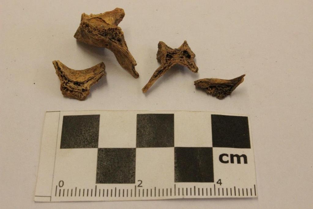 Institutionen för arkeologi och antik historia Landsbygd kontra stadsmiljö gotländska
