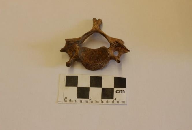 Sedan följer den samlade identifieringen av Grötlingbos benmaterial figur 42 59, framtaget, analyserat och fotograferat av Sonja Blinova. 3.