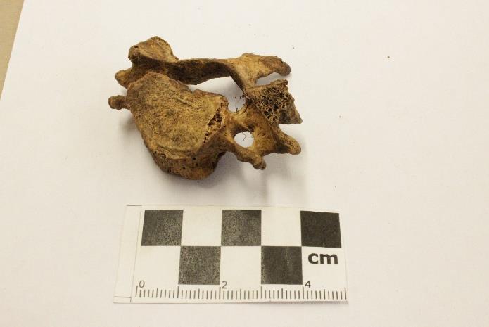 Figur 12 är en halskota som inte går att koppla till en enstaka individ utan tillhör det material som är fragmenterat och omrört.