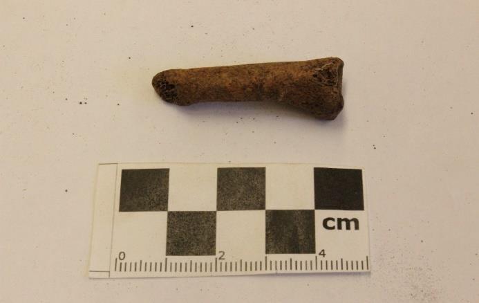 speciellt vass. Figur 19 Kranium fragment med huggskada. Foto: Olivia Gustafsson.