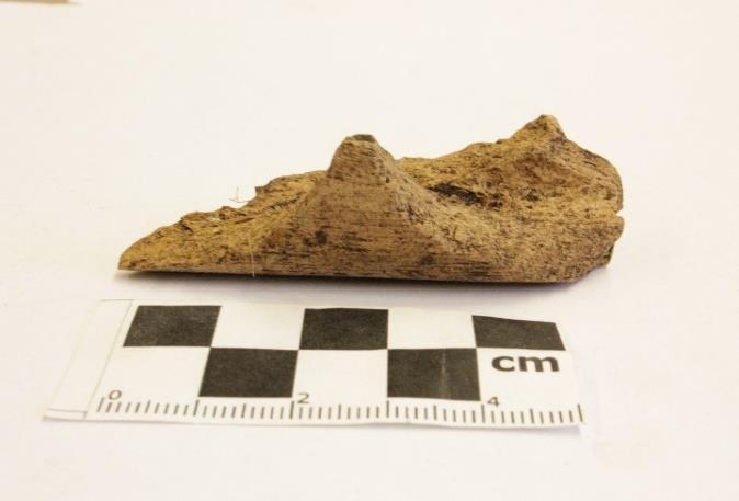 avgöra vilket riktning svärdet åkte i. Figur 28 Halskota med huggskada. Foto: Olivia Gustafsson. Figur 29 är ett fragment av vänstersidan av en underkäke med ett snittspår.