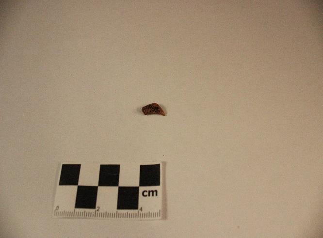 Foto: Sonja Blinova. Figur 43 är ett kotfragment, det vill säga tvärutskottet på kotan.