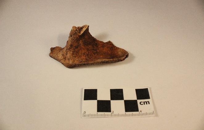 Figur 43 Kotfragment med huggskada. Foto: Sonja Blinova.