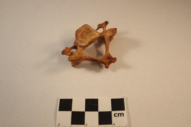 Figur 54 Oidentifierat benmaterial med huggskada. Foto: Sonja Blinova. Figur 55 är halskota 3 som hör samman med figur 56 och 57.