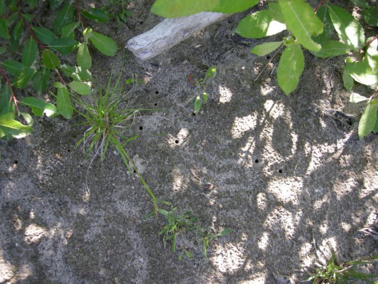 Bedömning av strandsandjägarens status vid Ljustorpsån och Mjällån Årets resultat tyder på att vi tidigare underskattat storleken på populationen av strandsandjägare efter åarna.