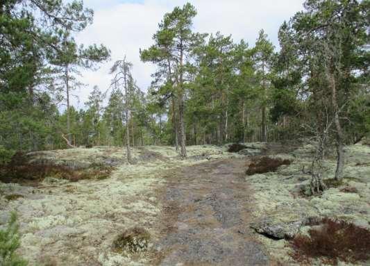 Bild 10.3. Toppen av Kärmeskallio. Foto: Jynx 2014 På bergsobjekten finns eventuellt särskilt viktiga livsmiljöer enligt 3 kap.