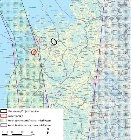 Tranornas vårflyttning är mer omärkbar och spridd än höstflyttningen som vanligen kulminerar under en enda stor flyttdag. Då observeras tusentals flyttande individer per dag längs huvudflyttstråket.