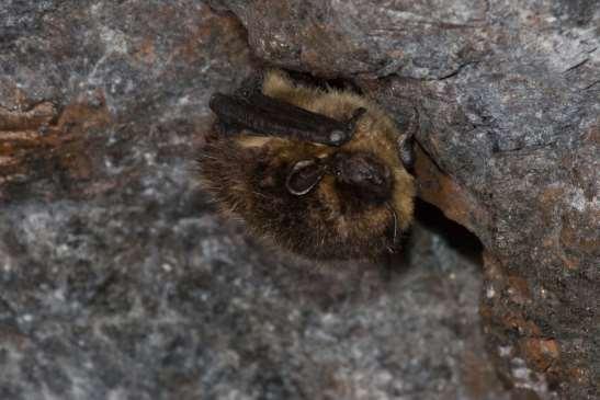 av nordisk fladdermus, mustaschfladdermus, vattenfladdermus och långörad fladdermus tämligen allmän. Under flyttningstiden kan också bl.a. trollfladdermus påträffas på området. Bild 10.15.