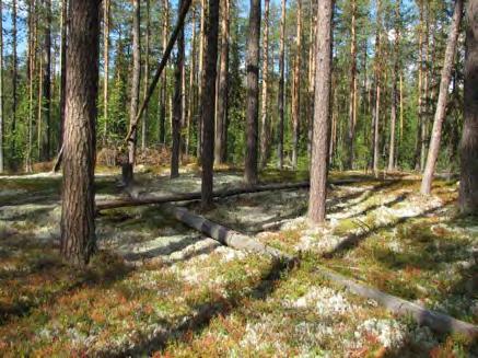Samverkansprocessen 2017-2018 Foto: Kristian Svedberg Bakgrund: Nulägesbeskrivning 2016 Externa intressenter + SKS Ska utveckla arbetssätten med nyckelbiotoper Genom samverkan nå ökad samsyn och