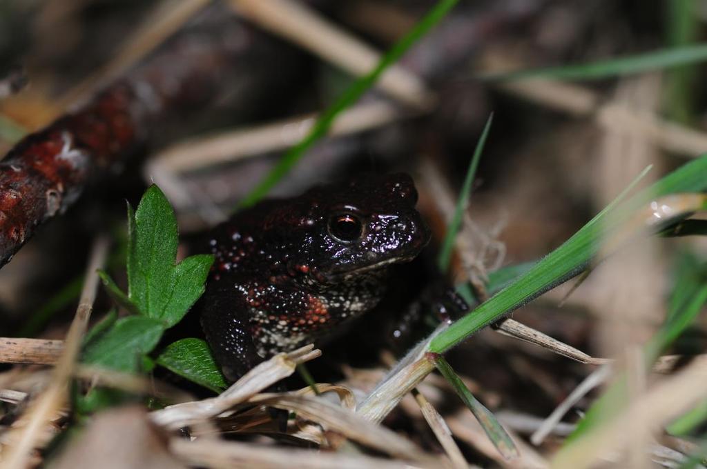 3.2. Fynd Det enda fyndet var en juvenil vanlig padda (Bufo bufo) i dike 1 nära Trosaån. Figur 3. Juvenil vanlig padda (Bufo bufo) påträffad i dike 1. 3.3. Bedömning av värde för groddjur I detta avsnitt bedöms värdet av de olika vattnen ur ett groddjursperspektiv.