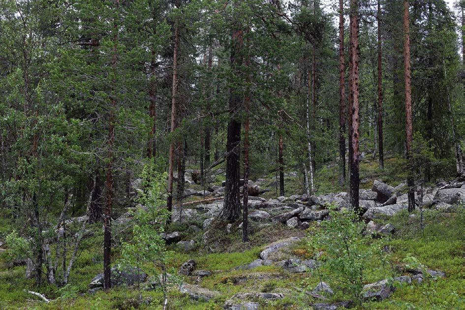 1 Inventering av fladdermöss vid Selkävaara och Käymävaara i Pajala kommun (Norrbottens län) inför vindkraftsutbyggnad Vattenfall Vindkraft AB Att: RU 2769 962 80 Jokkmokk