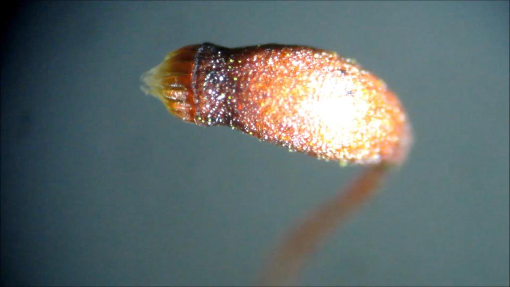 Johansson et al.