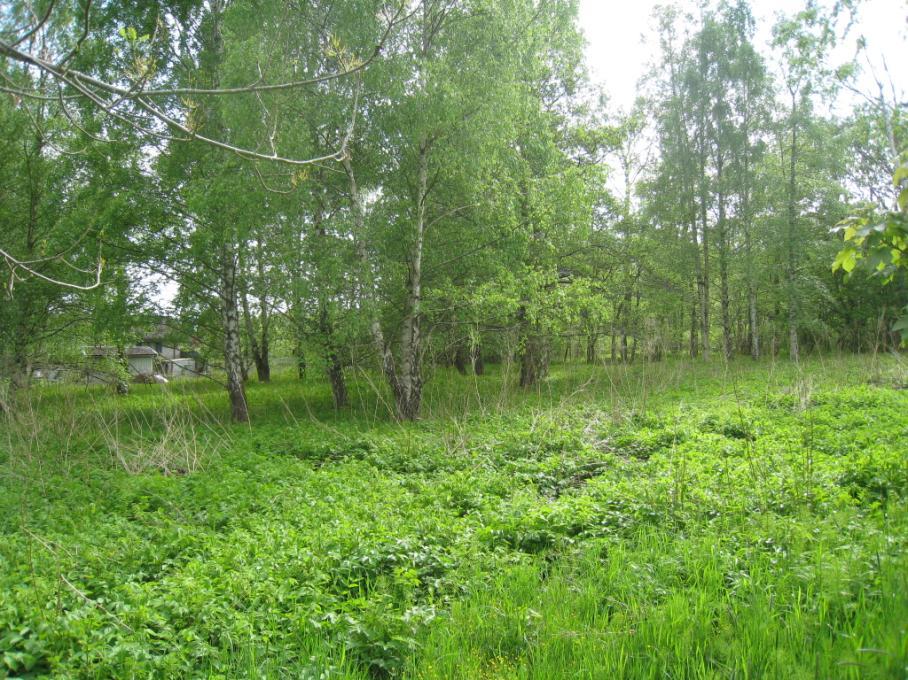 Utsnitt ur gällande detaljplan F 3412 där planområdet är markerat med orange linje Mark, vegetation och fauna