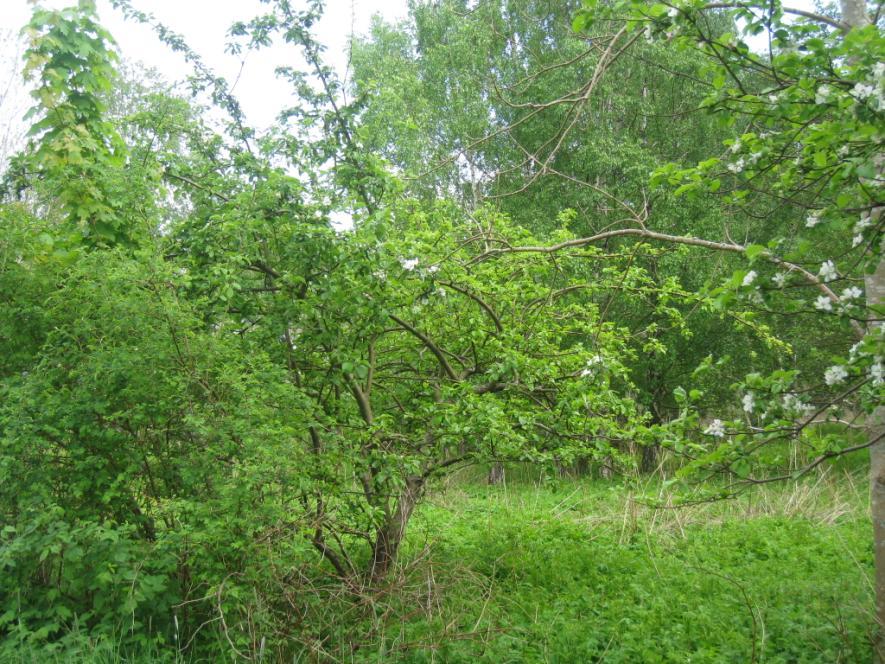 Äppelträd i planområdets södra del Den norra delen av planområdet består av en plan öppen gräsyta med enstaka lövträd och buskar.