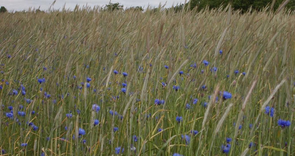 Floravandring i Allerum 14 juni 2015 De Vilda Blommornas Dag lockade 10 personer till Allerums kyrka.