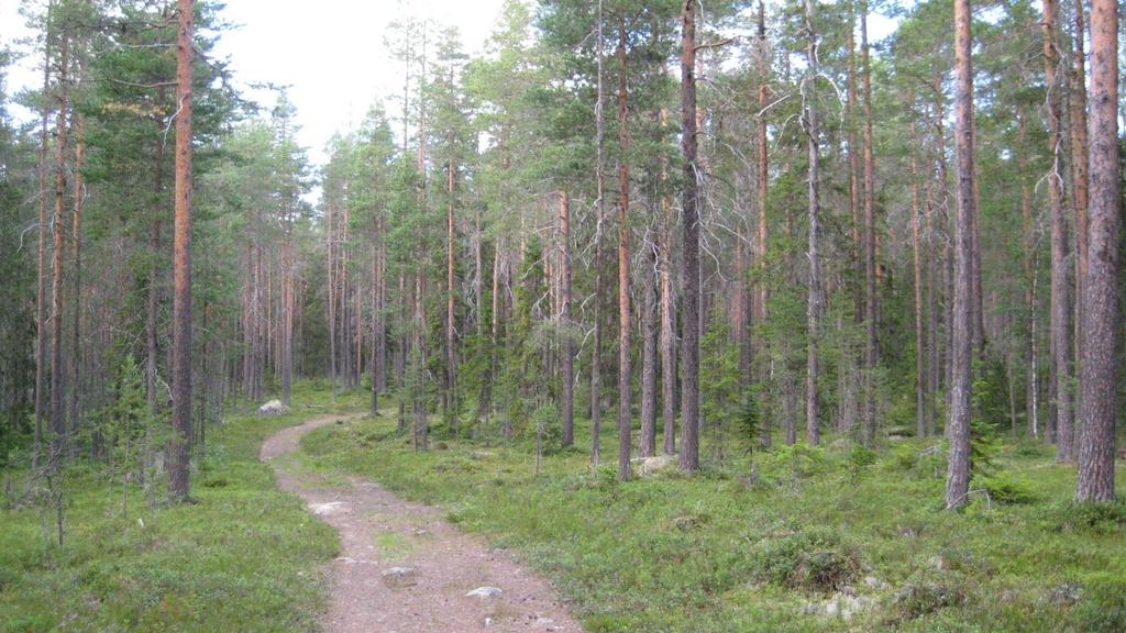 förslag till skötsel Rapport