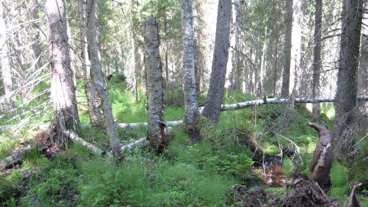 Det finns gott om spår efter tidigare bränder i form av kolade stubbar och levande träd med brandljud.