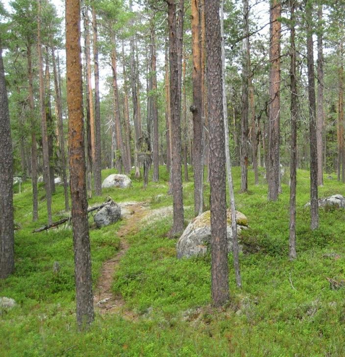 Andra naturvårdsintressanta arter knutna till tall som har påträffats är t.ex. spår av mindre märgborre, sotlav och tallticka. Fig. 5.