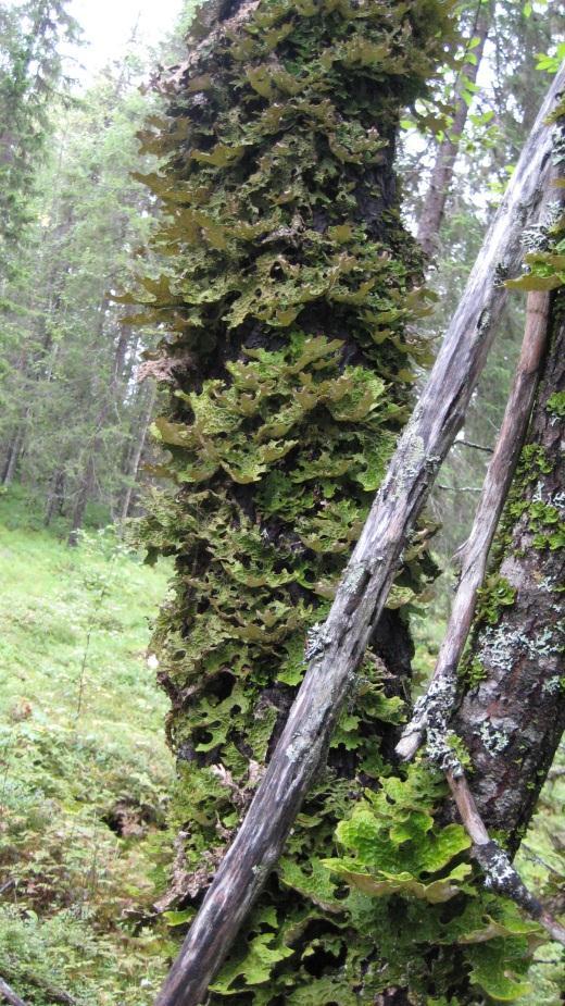 (Alectoria sarmentosa). Det är inte heller ovanligt att hitta arter som gynnas av stabila förhållanden med hög luftfuktighet på granlågor som t.ex.