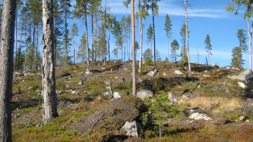 Beskrivning, naturvärdesbedömning och skötselförslag på beståndsnivå Följande avsnitt innehåller en genomgång på beståndsnivå över förutsättningar och förslag för skogsskötseln på Tannberget.