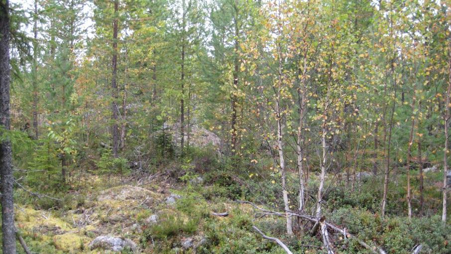 Bestånd: 3 Storlek: 8,5 Beskrivning: En ca 20 årig röjd tallskog med enstaka gran, björk, sälg. En vandringsstig löper längs med beståndsgränsen i södra delen av beståndet (mot bäcken).
