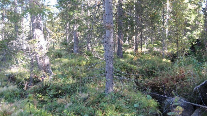 Skötselförslag: Sträva efter variation på trädslag vid gallringar. Lämna allt löv vid gallringar.