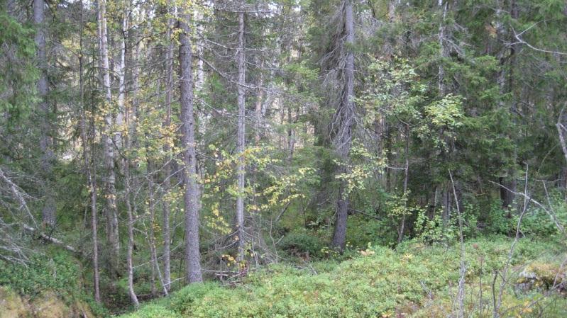 Bestånd: 5 Storlek: 2,8 ha Beskrivning: Ett smalt bestånd i NO-O sluttning som följer en liten bäck. Bäckmiljö med äldre gran/blandsumpskog, björk har plockhuggits. Sparsamt med död ved.