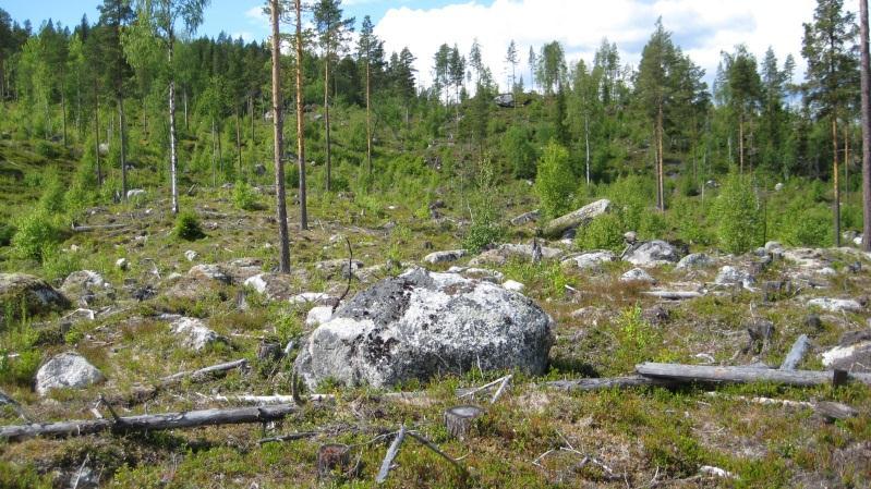 Bestånd: 8 Storlek: 12,6 ha Beskrivning: NO-O sluttning. Föryngringsyta planterad med gran och tall, blockigt, kuperat, trädgrupper och evighetsträd/fröträd/skärm lämnade på hygget.