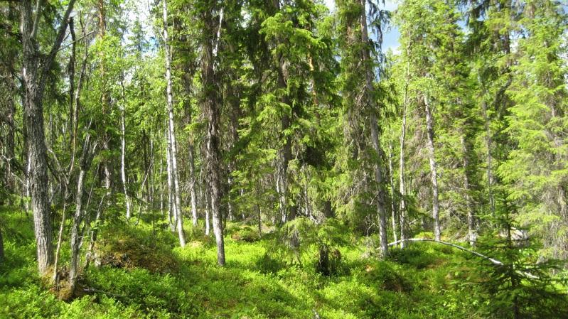 Bestånd: 9 Storlek: 2,6 ha Beskrivning: Blandskog (gran, tall, björk) i N-NO sluttning. Sälgar med Nephroma-arter vilket tyder på en kontinuitet av lövträd i området.
