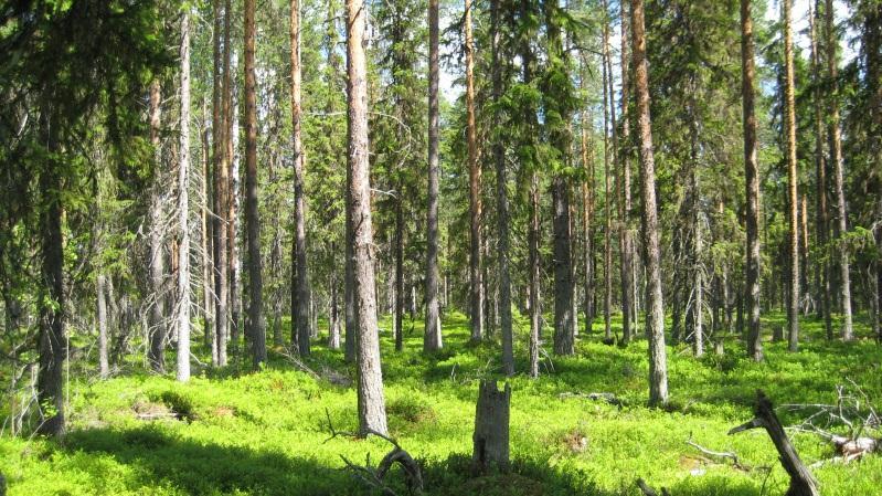 Bestånd: 10 Storlek: 3,5 ha Beskrivning: Svag sluttning. Gallrad blandskog av tall, gran och enstaka björk. De flesta träden är ca 100 år men det finns även enstaka gammeltallar.